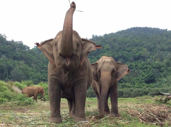 Jokia has a new buddy (Sri Prae) after Mae Perm passed away