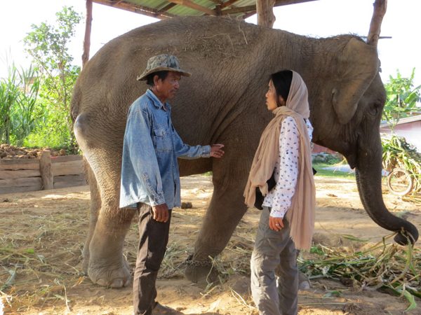 Saree was chained all the time when Lek first met her on 2014