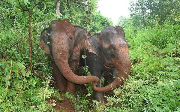 Jokia and MaePerm love to touch each other by their trunk