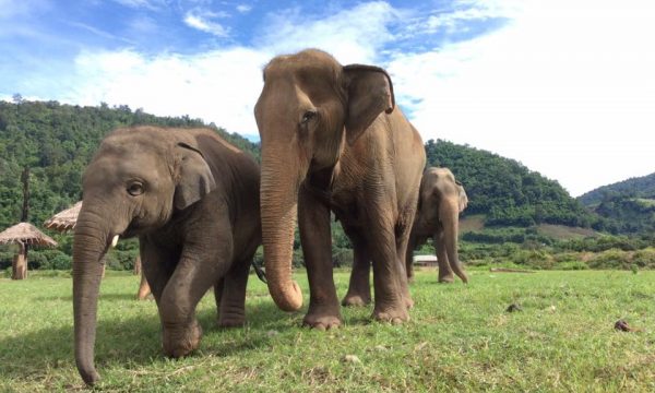 Navann loves his family at Elephant Nature Park 