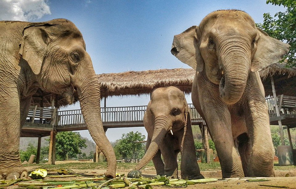 Elephant Of The Week : Saree