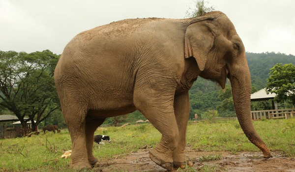 Tubtim After One Year Of Her Rescued To ENP