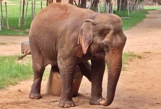 Tubtim Today, She Loves To Scratch Her Body With Pillar Stone