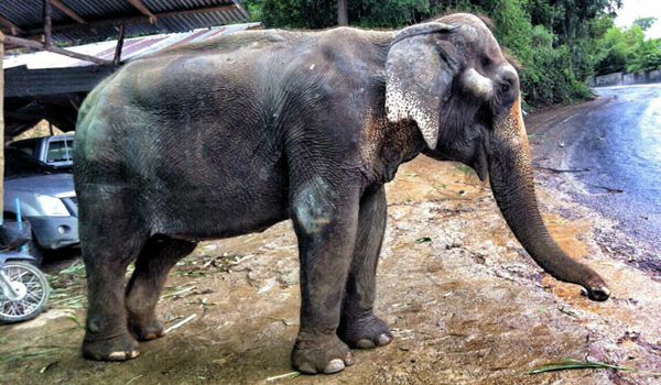 Tubtim Was In A Poor Condition Before Rescued To ENP