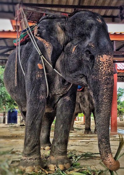 The old lady elephant, Bai cha is waiting for the rescue