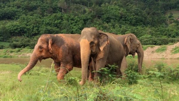 Lucky living happily with her best friend, Bua Loy and Mae Boon Ma