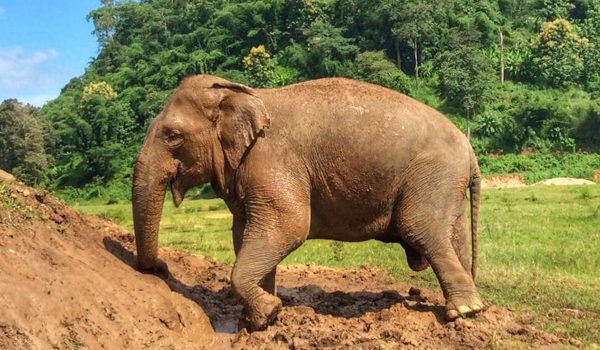 Lucky enjoying the mud bath
