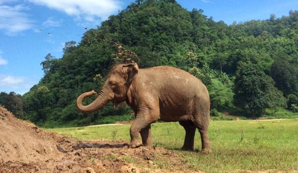 Lucky throwing the mud to cover her body