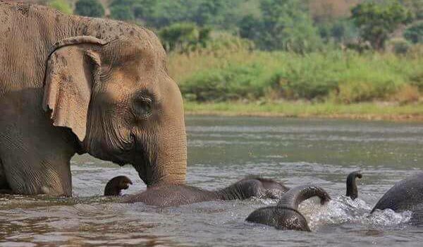 Mae Thai gave the strong protection to her little baby elephants