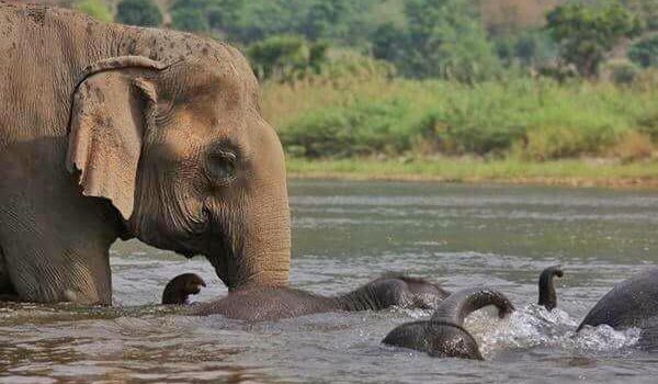 Mae Thai gave the strong protection to her little baby elephants 