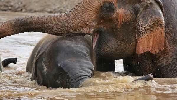 Mae Thai was caring her baby Dok Mai with unconditioned love