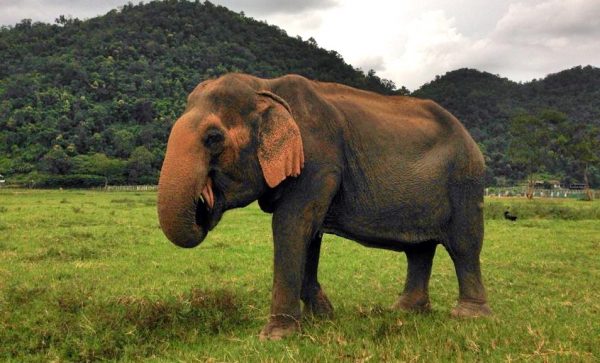 Mae Thai enjoy grazing in the field