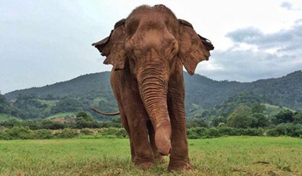 The elegant gran-nanny Tubtim