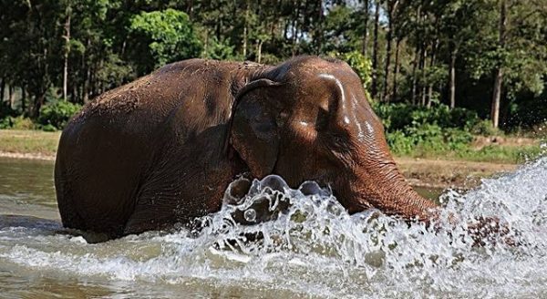 Mae Jampaa use her trunk splashing the water