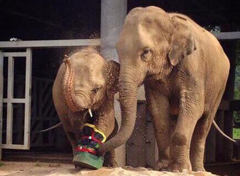 Khudej and Saree when Khundej learn to walk with his special boot