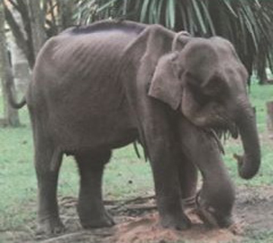 Khundej before rescued to ENP