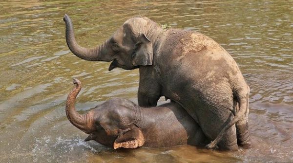 The adopted sister Saree is a good playmate of Khundej