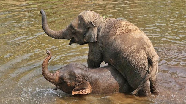 The adopted sister Saree is a good playmate of Khundej