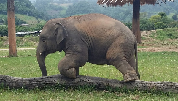 Navann 3 years old doing the log balancing