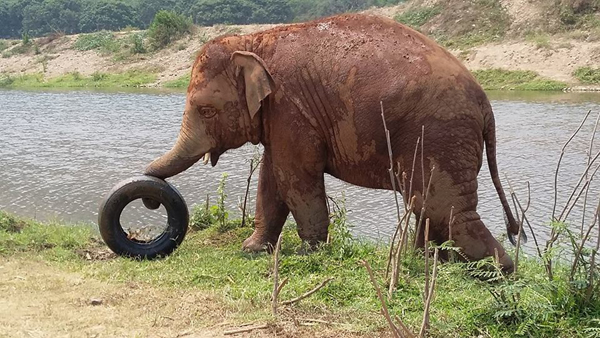 Navann at 4 years old now still love to play with his tire