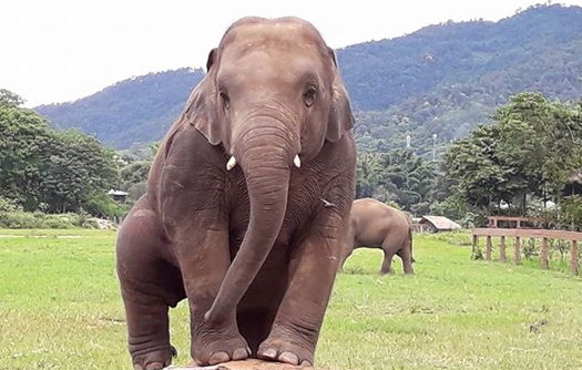 Navann becomes a young handsome bull