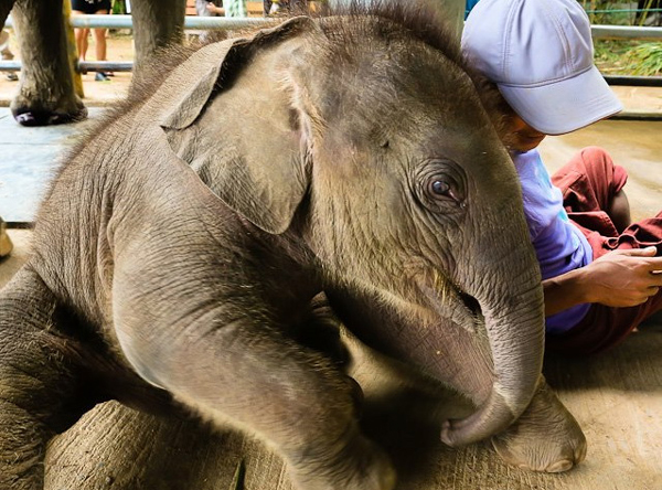 Navann and his mahout, Dom started the beautiful bond (Navann 2 months)
