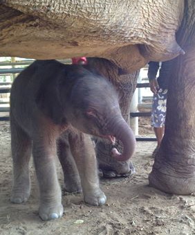 Navann 3 days, learning to have mom milk