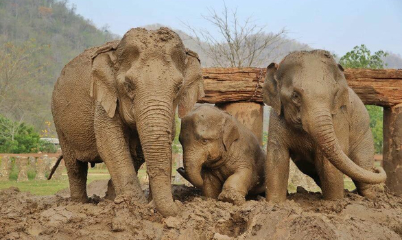Dani, Khundej and Saree having a great time for the mud bath