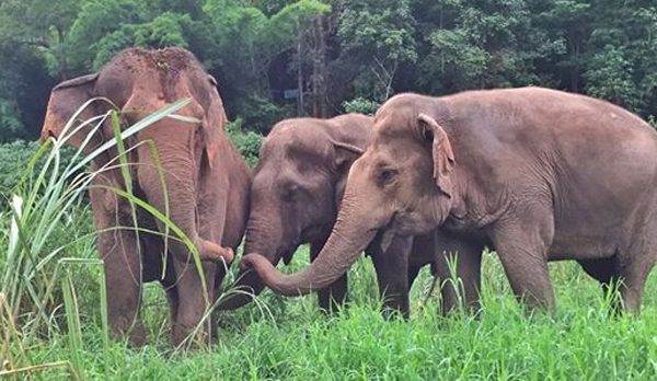The three lady elephants are socializing while they are relaxing in the field at Pamper A Pachyderm program by ENP