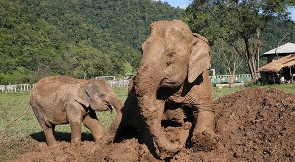 Dani and Khundej having quality time at the mud pit together