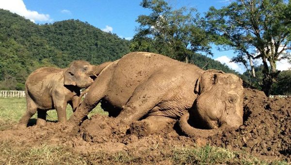 Dani just take a rest at the mud pit