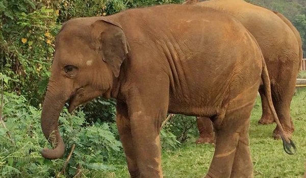 Kham La enjoys grazing the young leaves after the rain