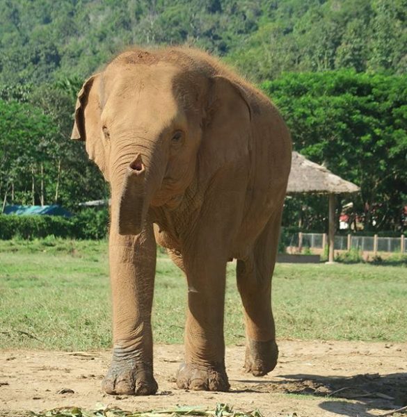 Kham La is very happy walking and running around the park