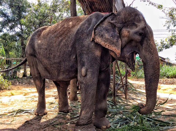 Picture of elephant