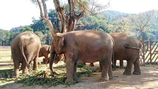 DokNgern and her large family group