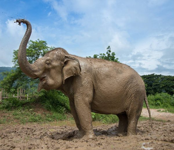 Pookie enjoy throwing thick mud to cover her skin