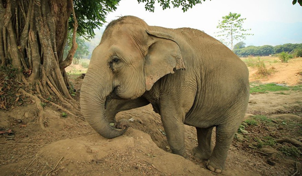 Pookie is a chubby and cheeky lady elephant