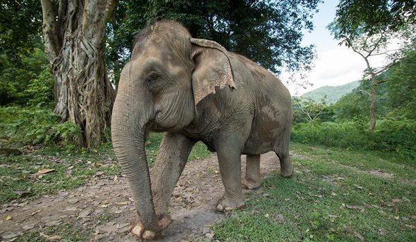 Pookie is walking slowly to her night shelter after a wonderful day at Care For Elephants program 
