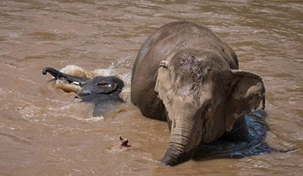 Pookie is the protective nanny and good playmate of baby Lucky