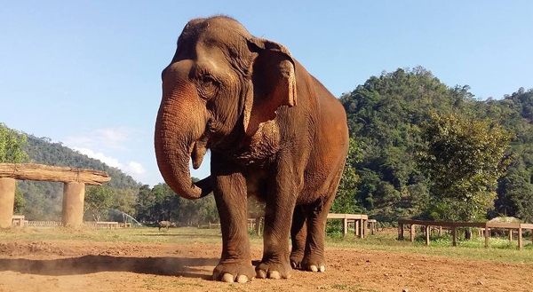 Mae Srinuan is the biggest female elephant at ENP