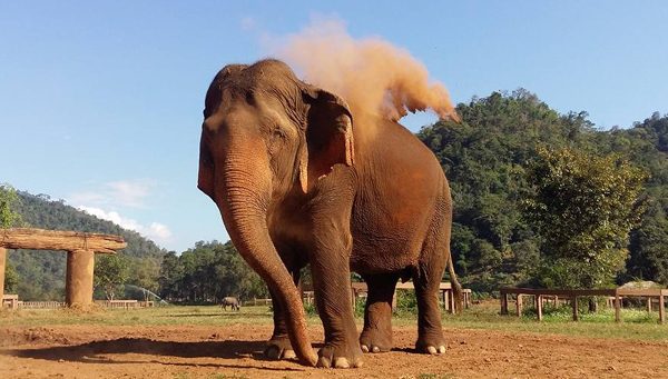 Mae Srinuan living naturally at ENP since December 2005