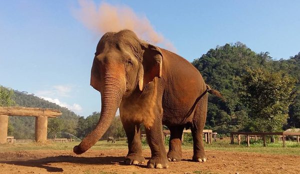 Mae Srinuan having dust bath to protect her skin from insects