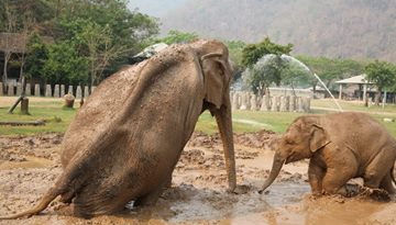 In 2015, Dao Tong and Navann play at the mud pit together after she laid down in her shelter for long time because of the accident
