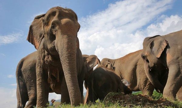 Dao Tong is hanging out in the field with the herd