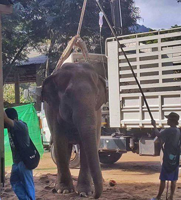 The park staff and park vet tried the best to assist Jandee to stand up again.