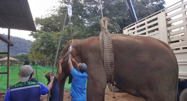 Jandee received the best care from our park vet.