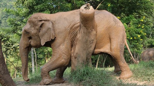 Dao Tong loves scratching , this is her favourite spot to scrub her body