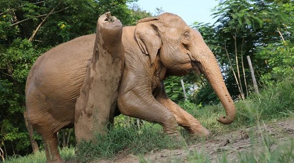 Dao Tong enjoy good scratching
