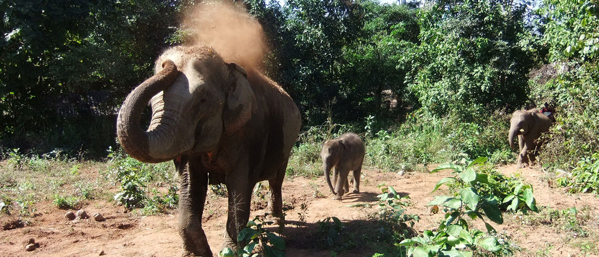 Elephant_Freedom_Slider