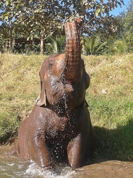 Trunk up from Sook Sai